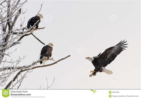 Landing bald eagle stock image. Image of haliaeetus, freedom - 36491363