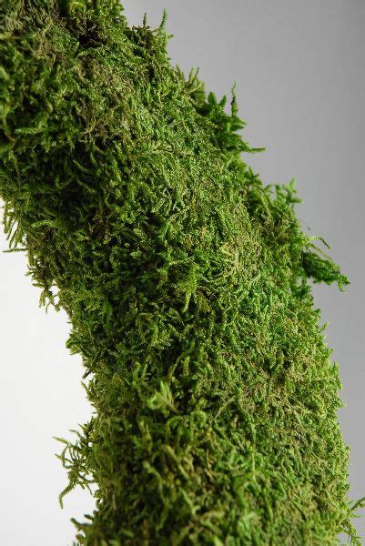 moss wreaths $8 | Moss wreath, Wreaths, Wreath wall decor