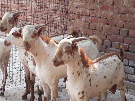 Live Barbari Goat, Style : Alive, Gender : Female, Male at Best Price in Ajmer