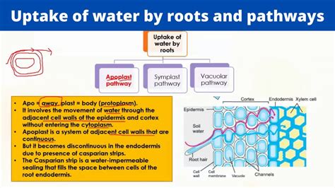 The Apoplastic And Symplastic Pathways For Water Transport