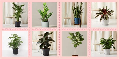 You'll Want to Add One of These Tall Indoor Plants to Your Home ...