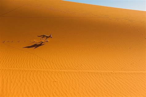 What Animals Live In The Sahara Desert? - WorldAtlas