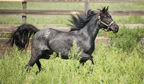 Blue Roan Horse Color Genetics with Photos and Descriptions - Helpful Horse Hints