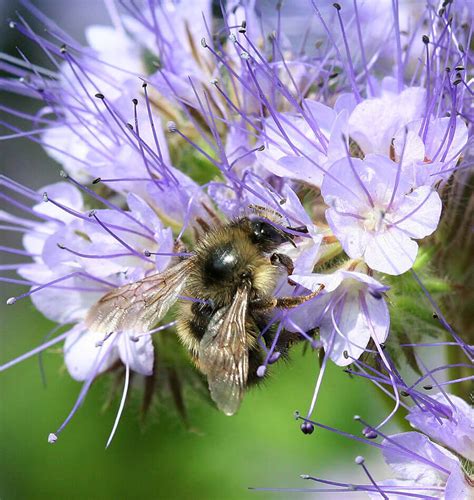 How to Grow Phacelia Seeds | Purple Tansy – West Coast Seeds