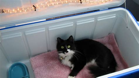 6 DIY outdoor cat house ideas | PetsRadar