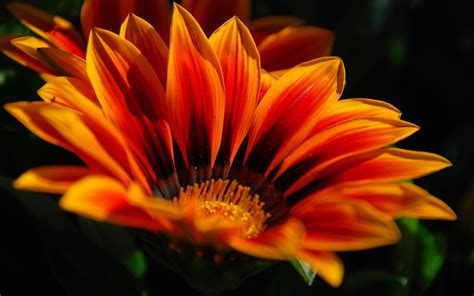 HD wallpaper download | Orange flower hd Wallpapers Pictures Photos Images | Макро мир ...