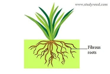 Root System | 5 Basic Types with Examples and Pictures