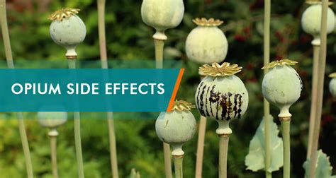 Opium Effects: Short and Long-Term Impact on the Human Body