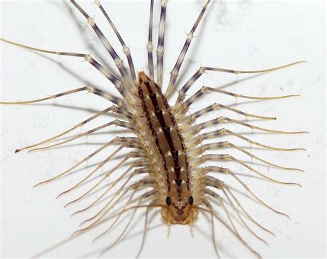 Scutigera coleoptrata | AKA House Centipede Isn't she lovely… | Flickr