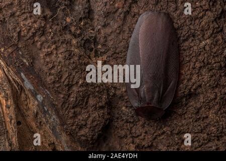 Megaloblatta longipennis, the world's largest cockroach species. Found ...