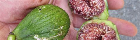 6 Types Of Figs To Try Right Now - Food Republic