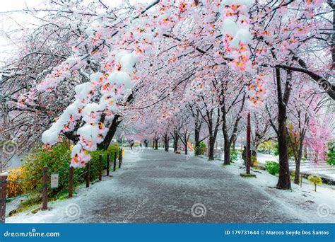 Garden Ice Sakura Snow Tochigi Stock Photo - Image of samurai, color ...