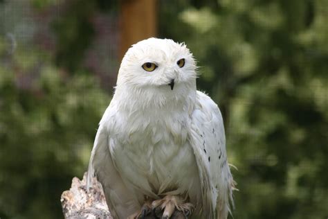 Species Spotlight - Snowy Owls | Birdland Park & Gardens