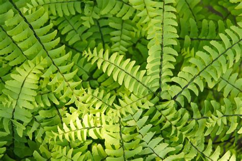 Adiantum pedatum (Northern Maidenhair Fern)