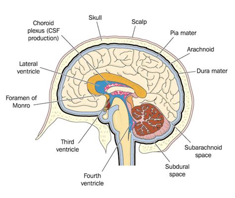 Choroid Plexus - The Definitive Guide | Biology Dictionary