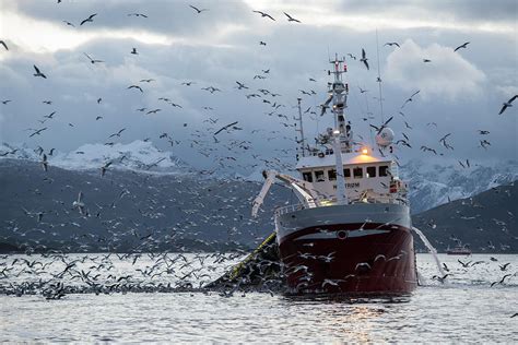 Fishing For Herring Photograph by By Wildestanimal - Fine Art America