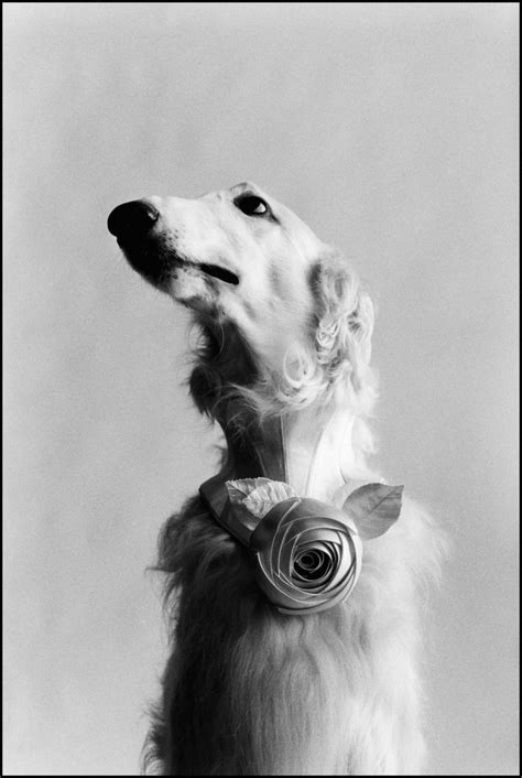 Elliott Erwitt, New York City (Dog portrait), 1999 | Print Sales ...