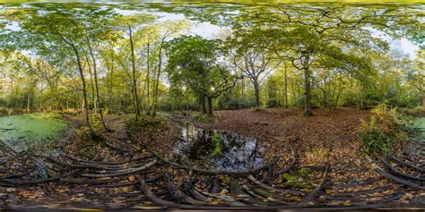 360 HDRI panorama of Forest Swamps in high 30k, 15k or 4k resolution ...