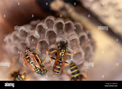 A vibrant macro view of the beginning stages of a European wasp colony ...