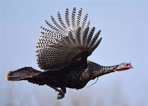 Wild Turkeys Flying