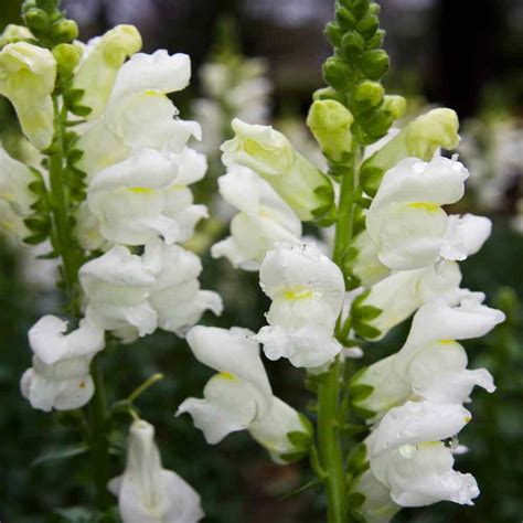 Snapdragon Seeds - Tall White Snapdragon Flower Seed