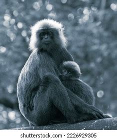 Nilgiri Langur Brestfeeding Baby Stock Photo 2226929305 | Shutterstock