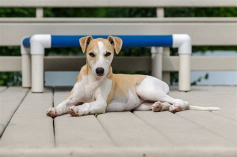 Find a Whippet Breeder in Canada — National Whippet Club of Canada