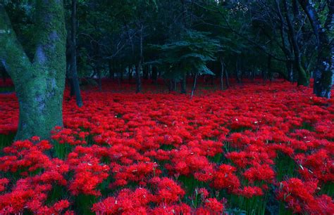 Red spider lily, Lily plants, Field wallpaper