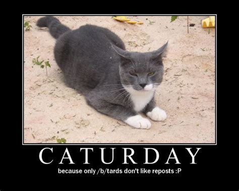 CATURDAY - Gallery | eBaum's World