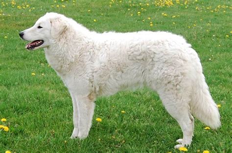 Kuvasz Dog Breed Information and Pictures - PetGuide | PetGuide