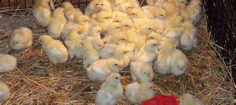 Pastured Poultry – DL Farms