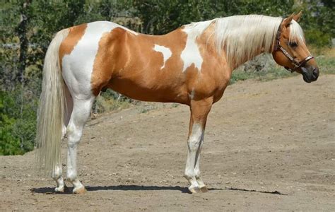 Tobiano Buckskin Horse, Appaloosa Horses, American Paint Horse ...