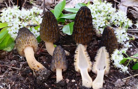 5 things to know about morel mushroom hunting