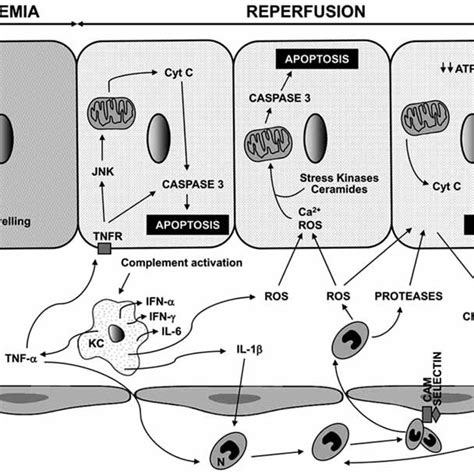 Major pathways and mechanisms involved in hepatocellular injury during... | Download Scientific ...