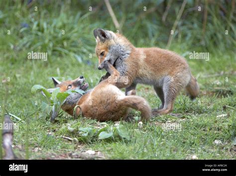 Red Fox cubs playing (Vulpes vulpes Stock Photo - Alamy