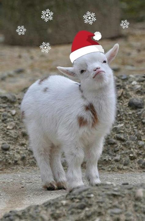 christmas goat | Smug Goat | Know Your Meme