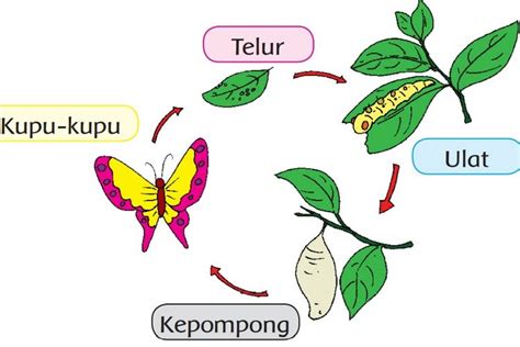 Ceritakan Setiap Tahapan Daur Hidup Kupu-Kupu, Tahap Pertama Telur, Tahap Kedua Ulat, Tahap ...