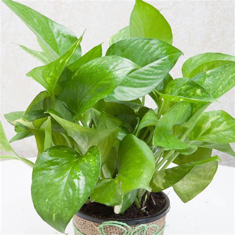 Online Beautiful Classic Money Plant Gift Delivery in Singapore - FNP