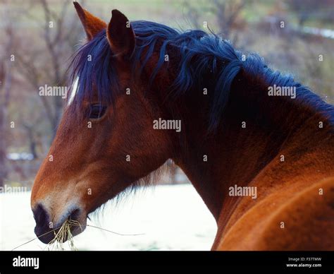 Brown Horse in Snow land and snowfall Stock Photo - Alamy