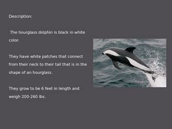 Hourglass Dolphin - Power Point - information facts pictures by CJMLJM