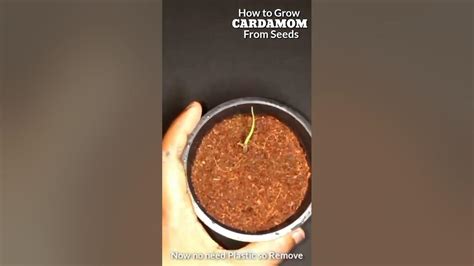 Green Cardamom Seeds Germination #viral #youtubeshorts #trending # ...