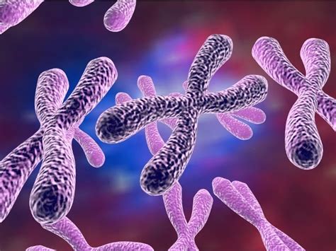 Cytogenetics - G-Banding Karyotype – Controllab