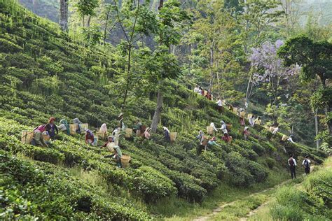 Top Places to Visit India Tea Plantations