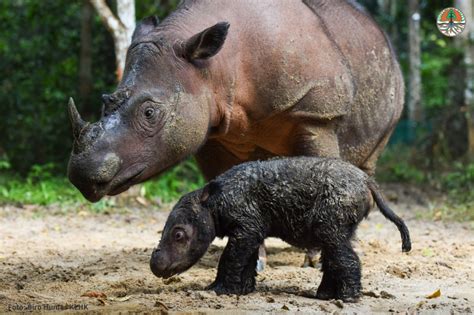 A story of hope | Sumatran rhino born | News | Save the Rhino