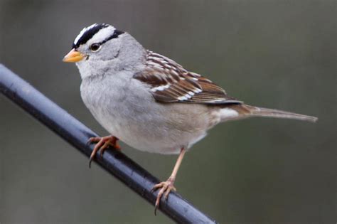 File:White-crowned Sparrow 2.jpg - FoundSF