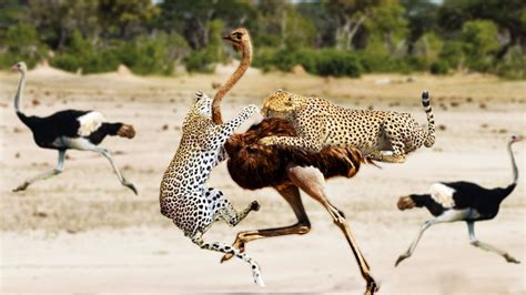 Cheetah Vs Ostrich In A Big Fights- Who Will Win? - YouTube