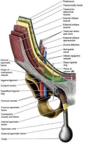 Anatomy Of The Inguinal Region - ANATOMY