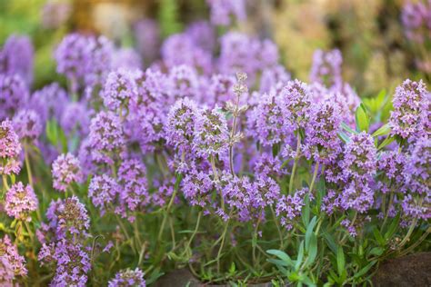 Lavender Thyme (Culinary & Ornamental) - Food Gardening Network