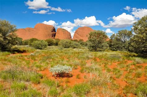 Activities, tours and things To Do at Alice Springs Desert Park - Trip ...