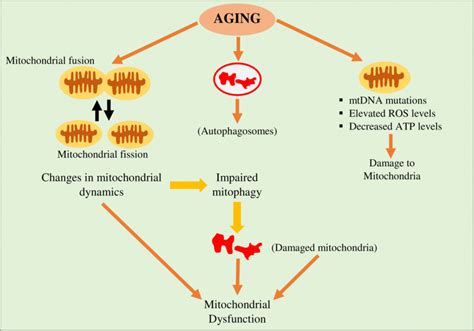 Mitochondria and aging: change in mitochondrial dynamics and damage to... | Download Scientific ...